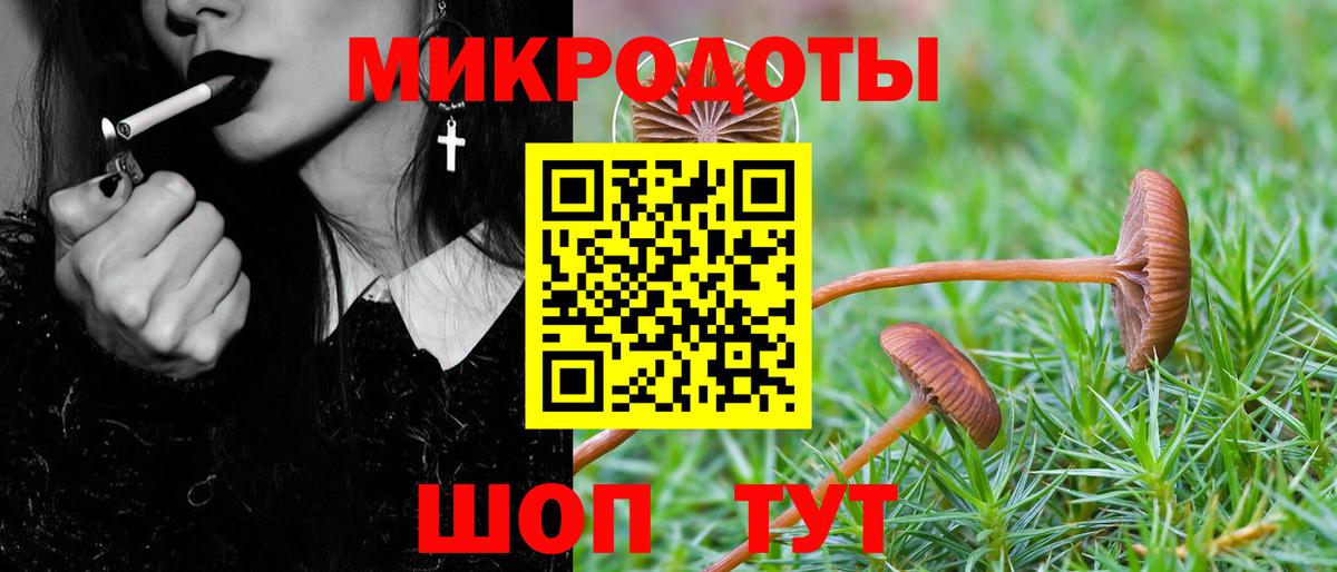 Псилоцибиновые грибы Psilocybe Дивногорск